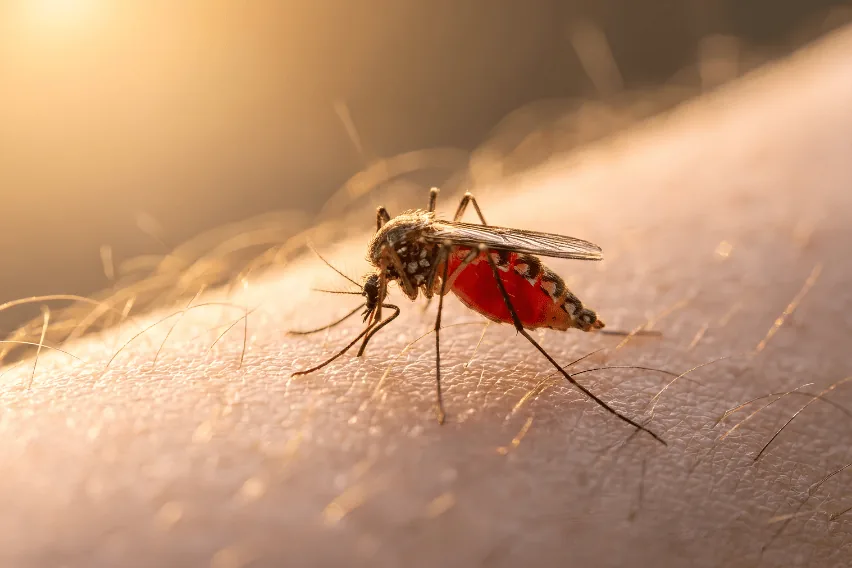 Dengue: Qual a diferença entre a nova vacina (Qdenga) e as anteriores?